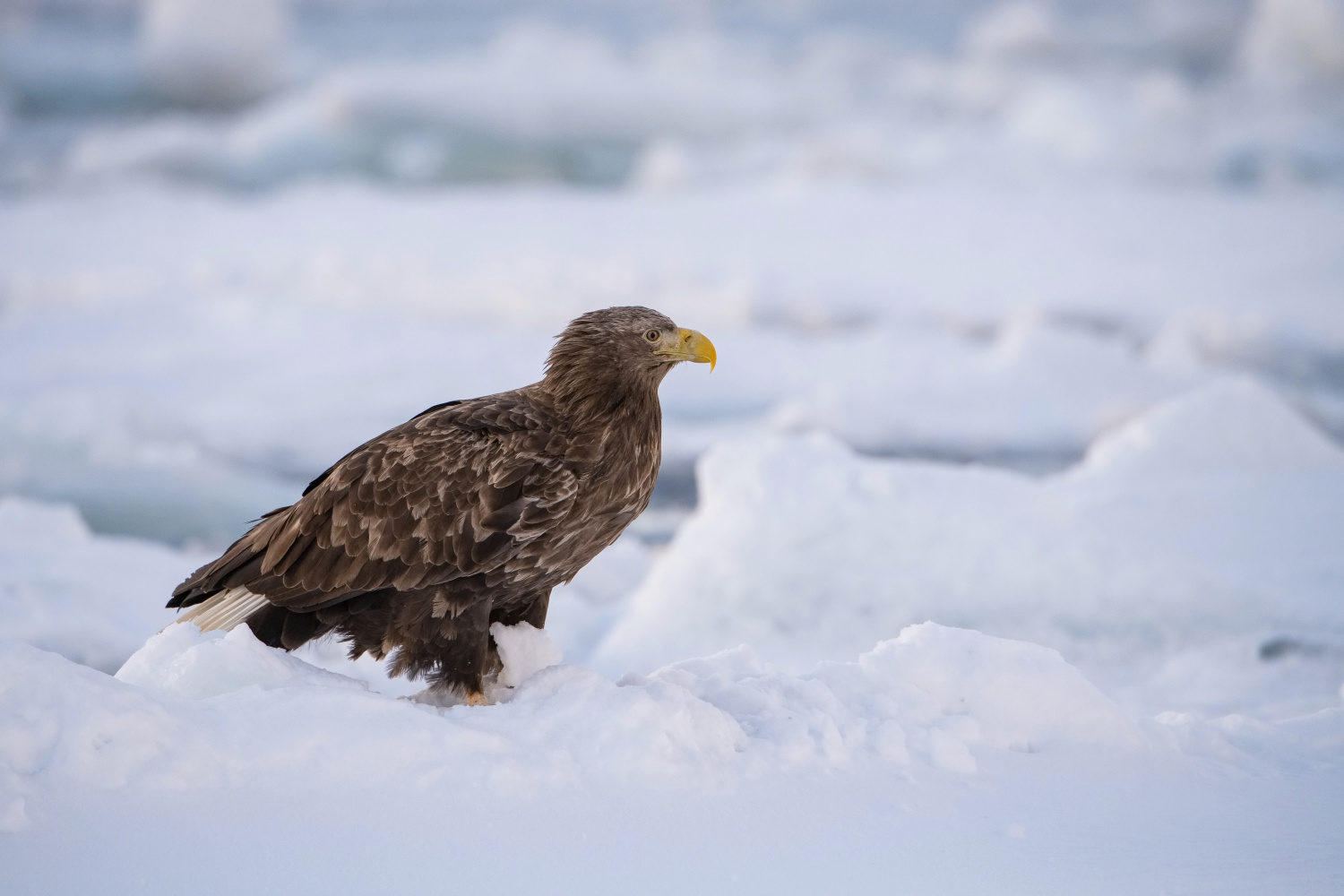 orel mořský (Haliaeetus albicilla) White-tailed eagle