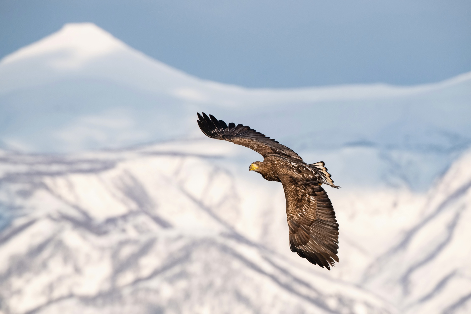 orel mořský (Haliaeetus albicilla) White-tailed eagle