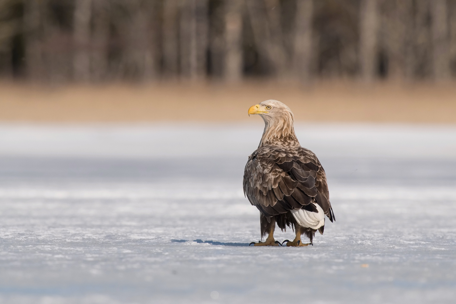 orel mořský (Haliaeetus albicilla) White-tailed eagle