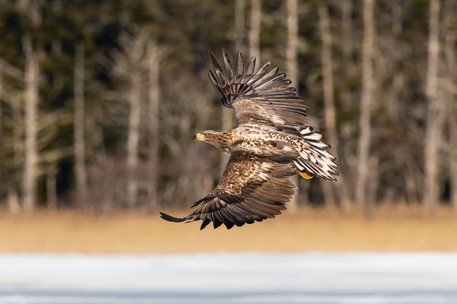 orel mořský (Haliaeetus albicilla) White-tailed eagle