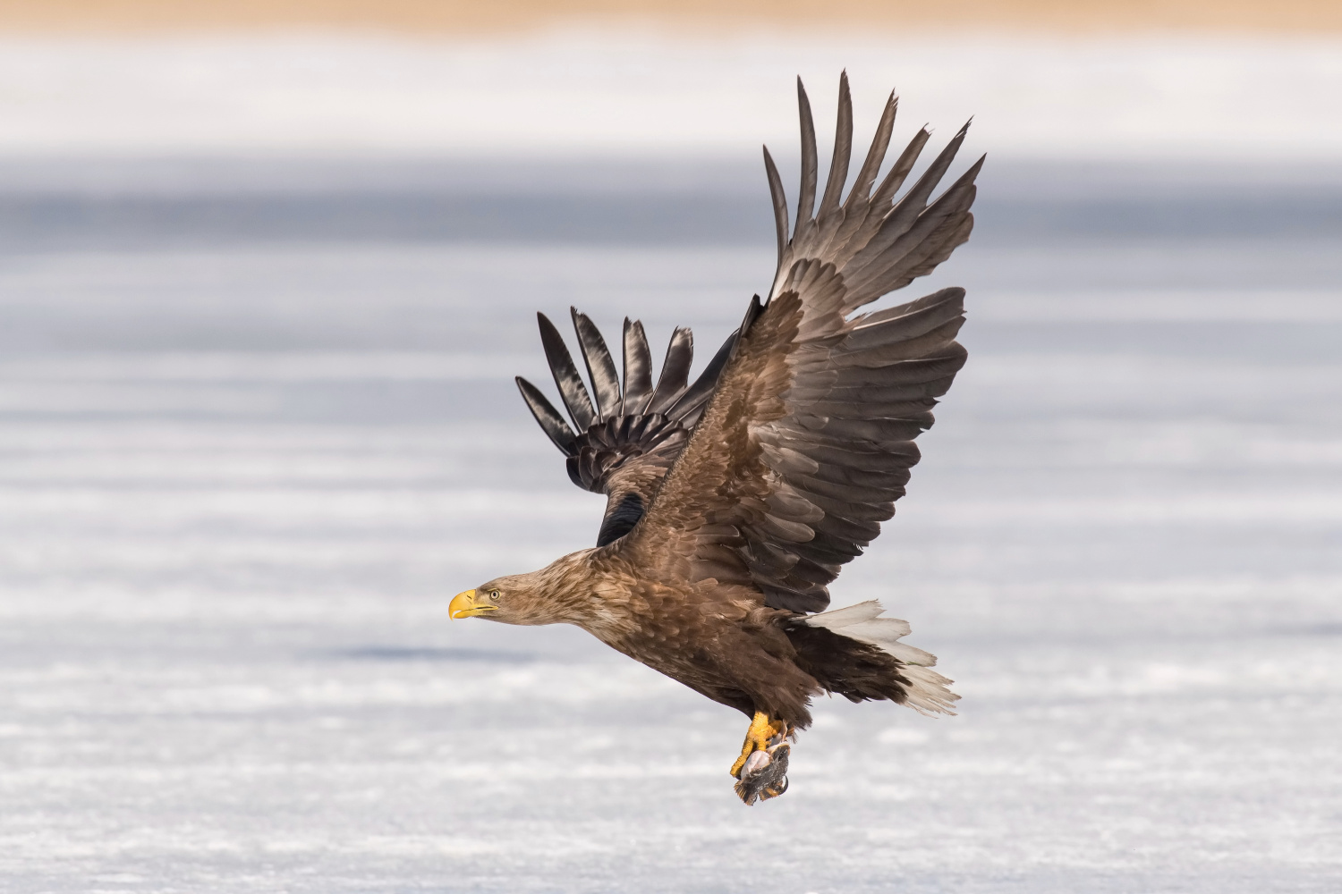 orel mořský (Haliaeetus albicilla) White-tailed eagle