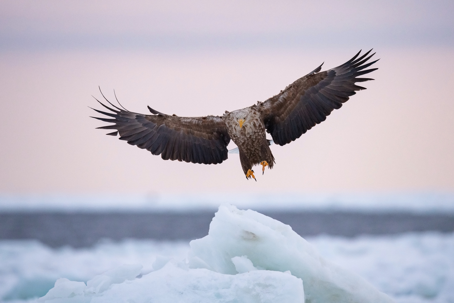 orel mořský (Haliaeetus albicilla) White-tailed eagle