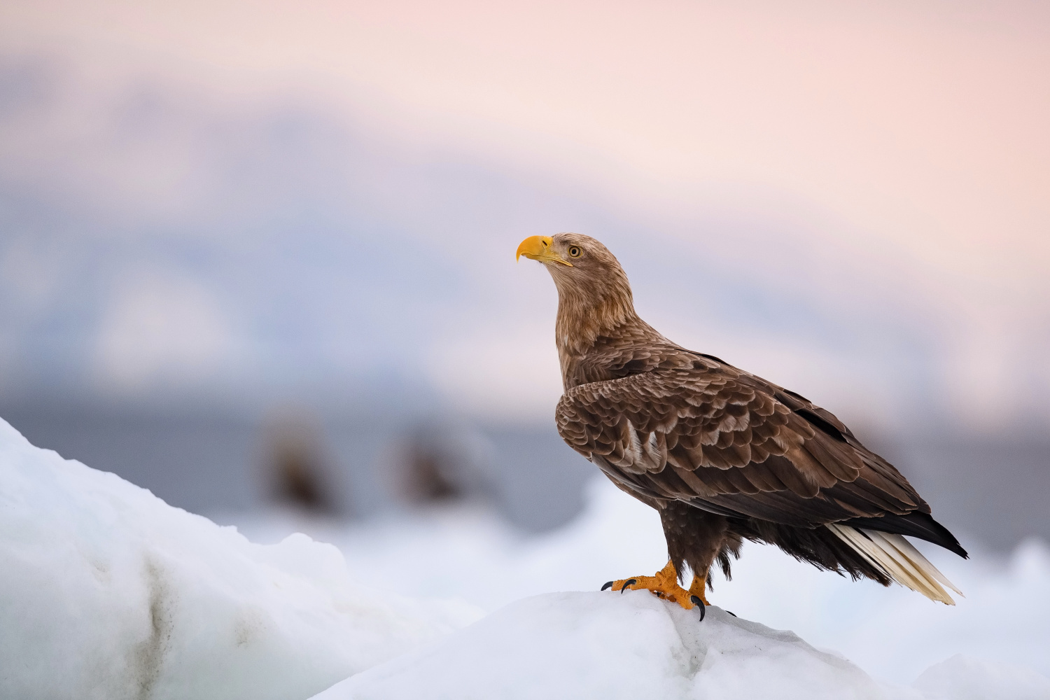 orel mořský (Haliaeetus albicilla) White-tailed eagle