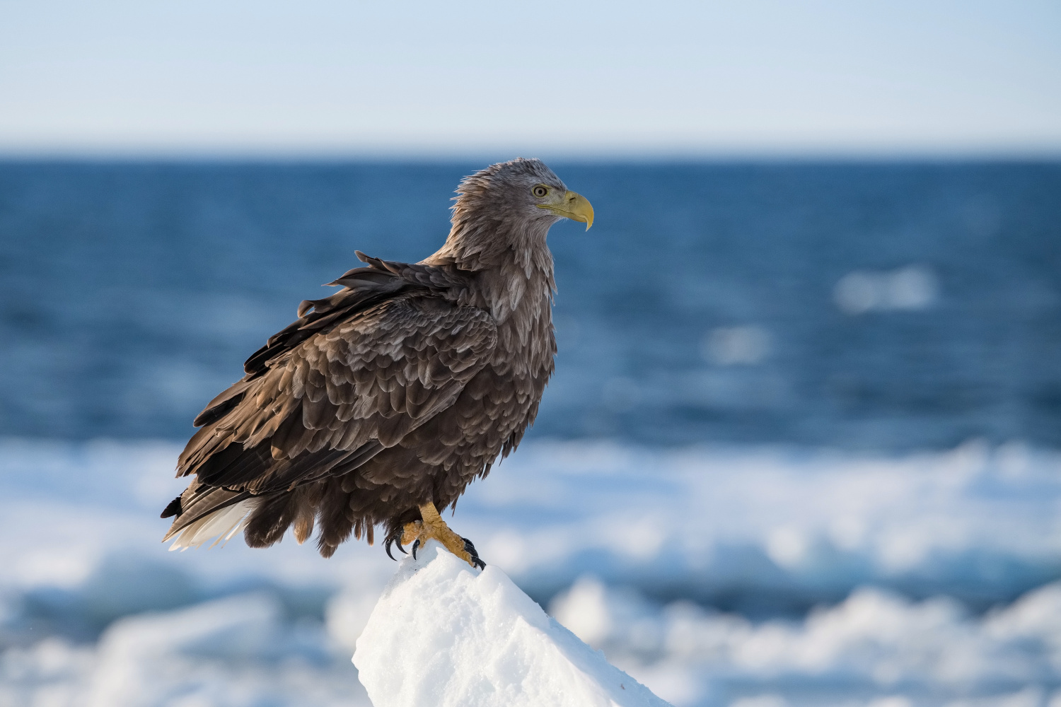 orel mořský (Haliaeetus albicilla) White-tailed eagle