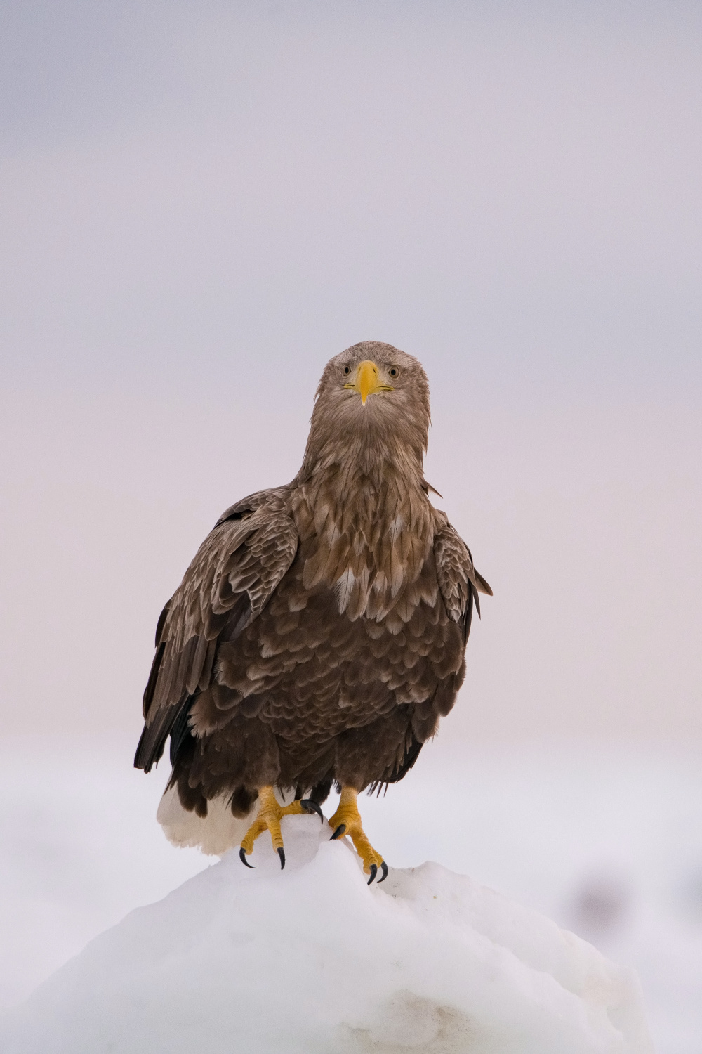 orel mořský (Haliaeetus albicilla) White-tailed eagle