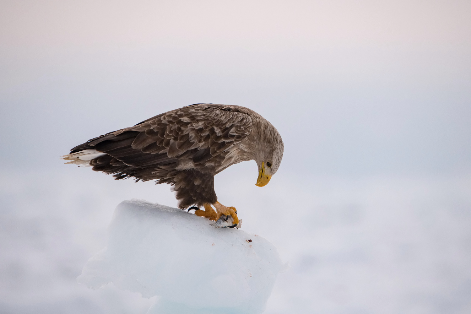 orel mořský (Haliaeetus albicilla) White-tailed eagle