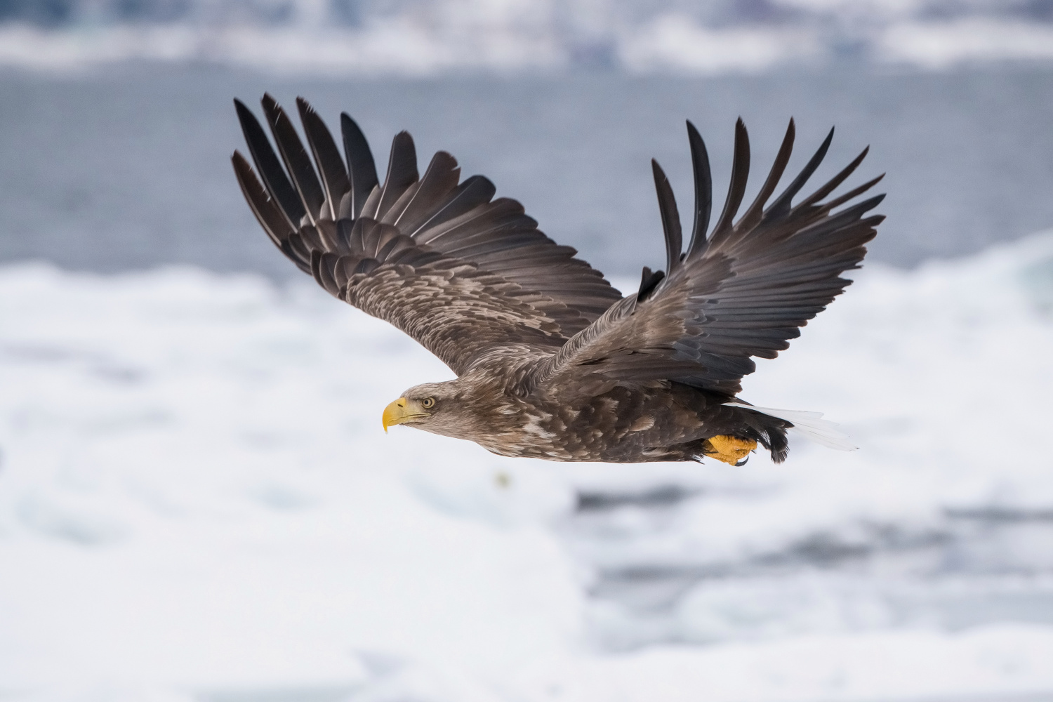 orel mořský (Haliaeetus albicilla) White-tailed eagle