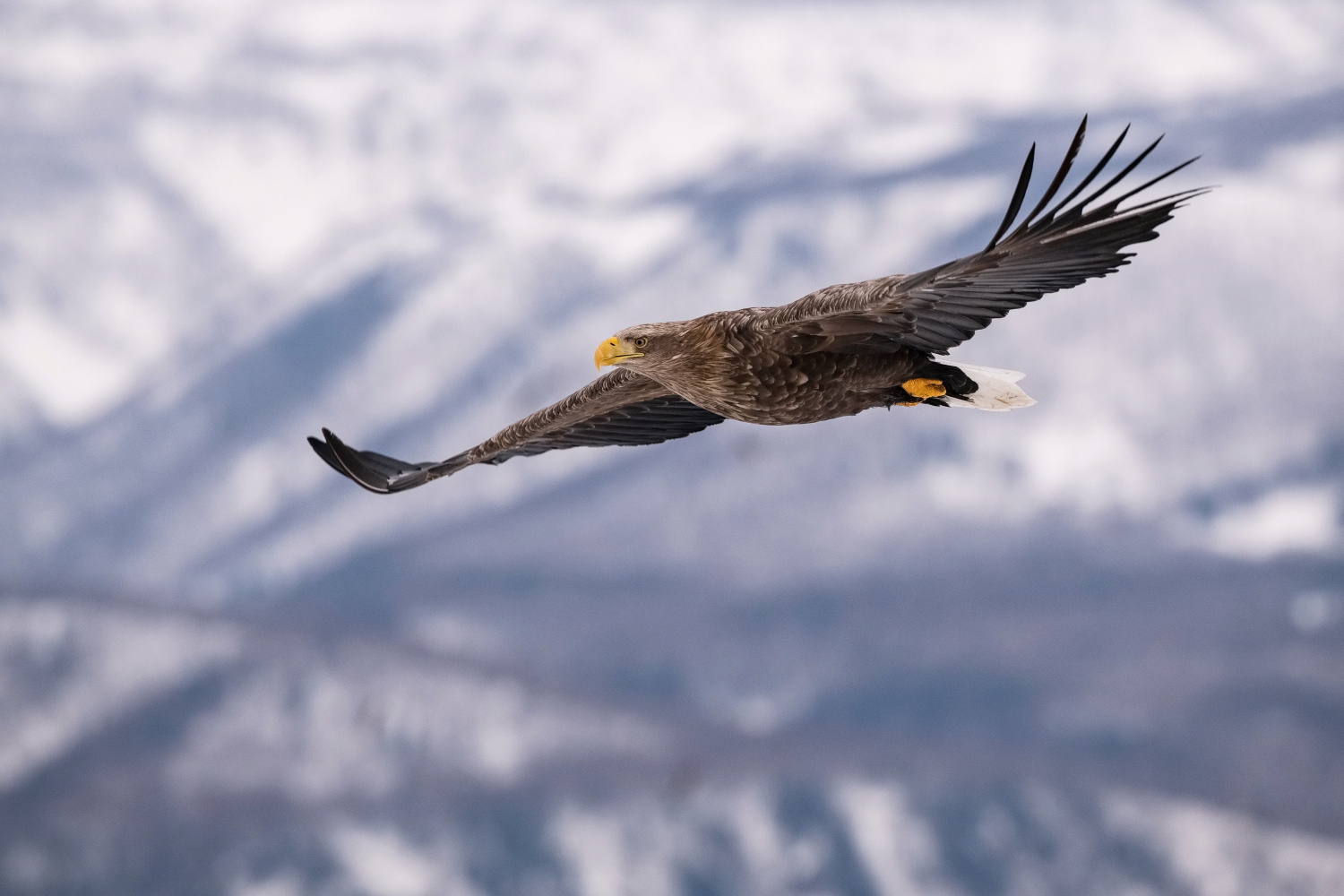 orel mořský (Haliaeetus albicilla) White-tailed eagle