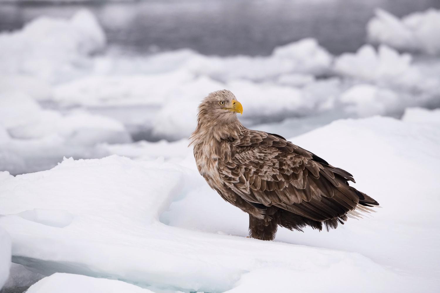 orel mořský (Haliaeetus albicilla) White-tailed eagle