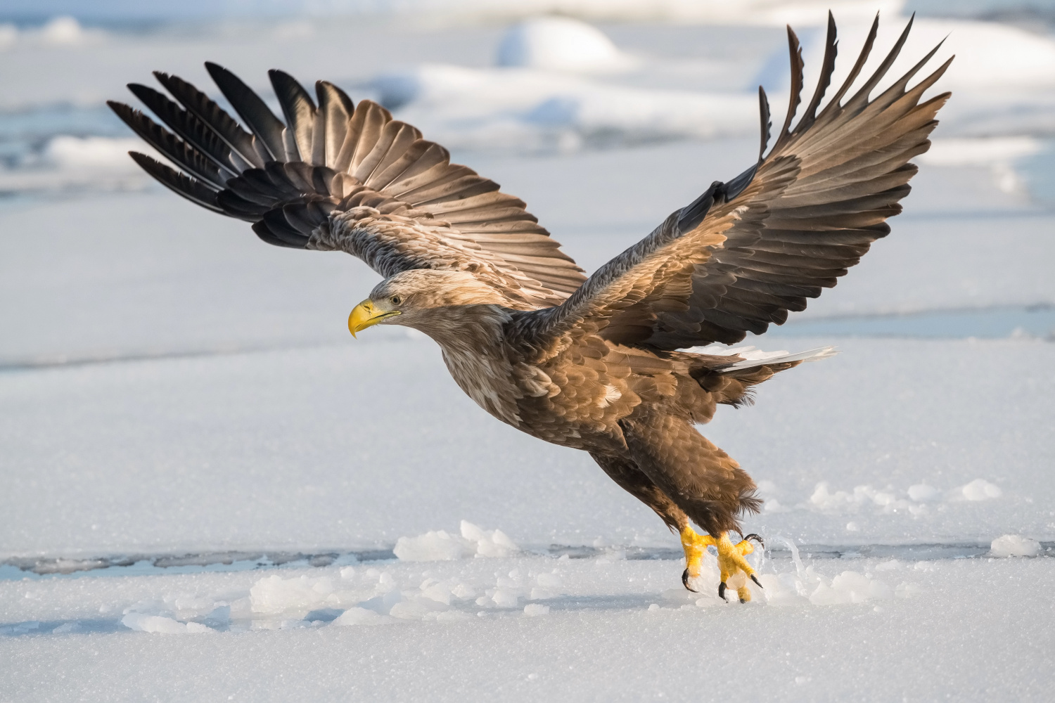 orel mořský (Haliaeetus albicilla) White-tailed eagle