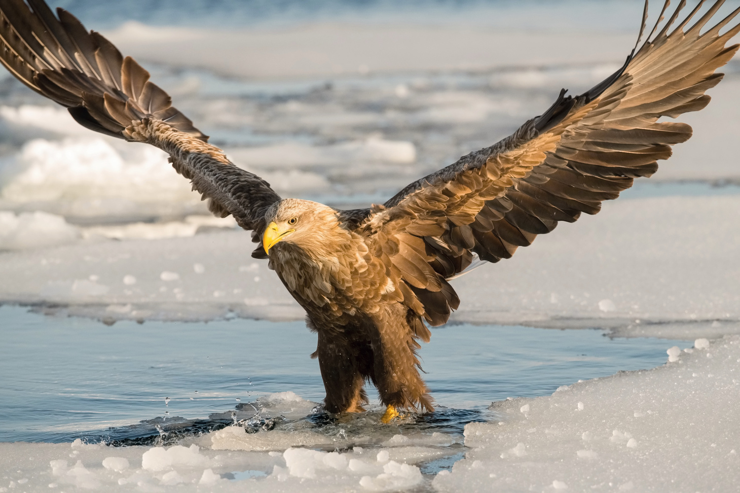 orel mořský (Haliaeetus albicilla) White-tailed eagle