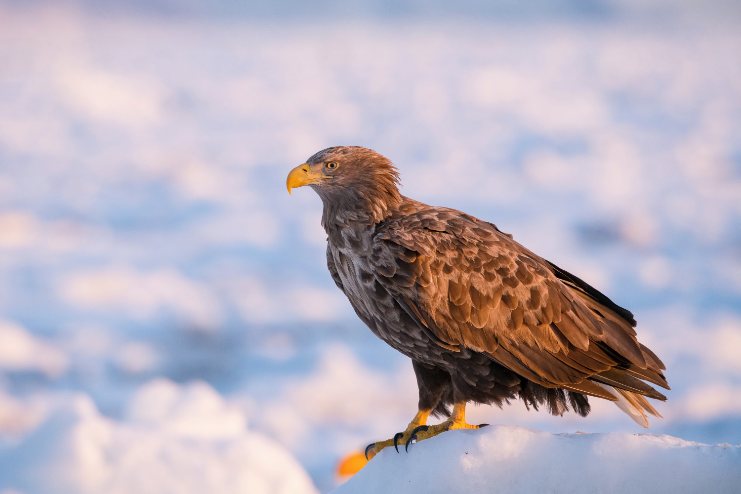 orel mořský (Haliaeetus albicilla) White-tailed eagle