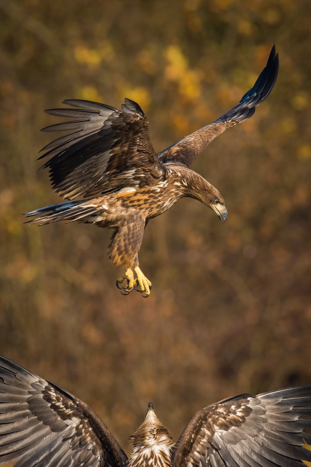 orel mořský (Haliaeetus albicilla) White-tailed eagle