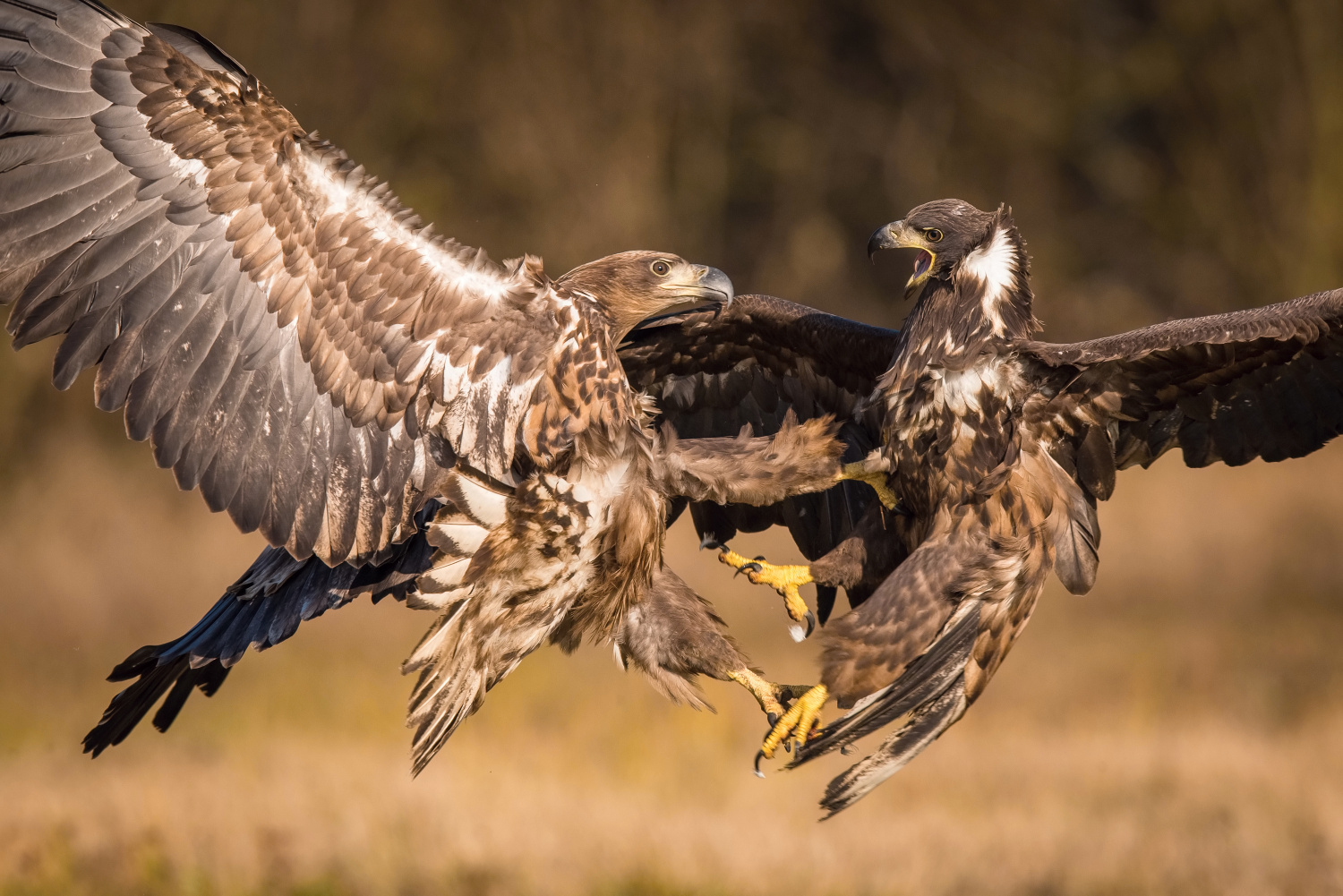 orel mořský (Haliaeetus albicilla) White-tailed eagle