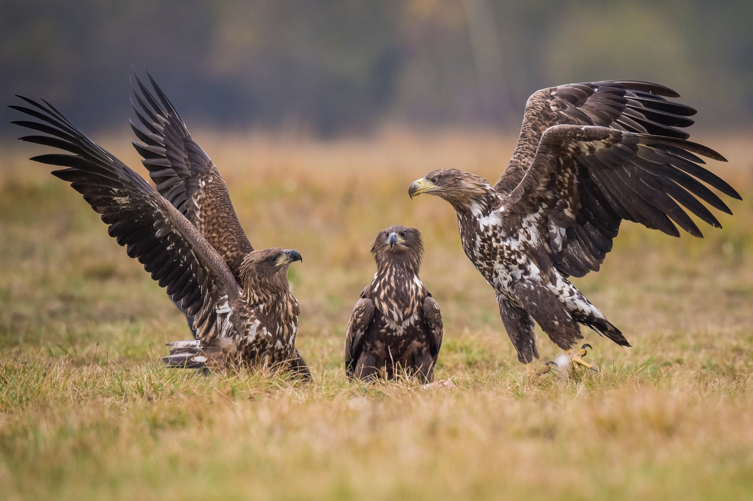 orel mořský (Haliaeetus albicilla) White-tailed eagle