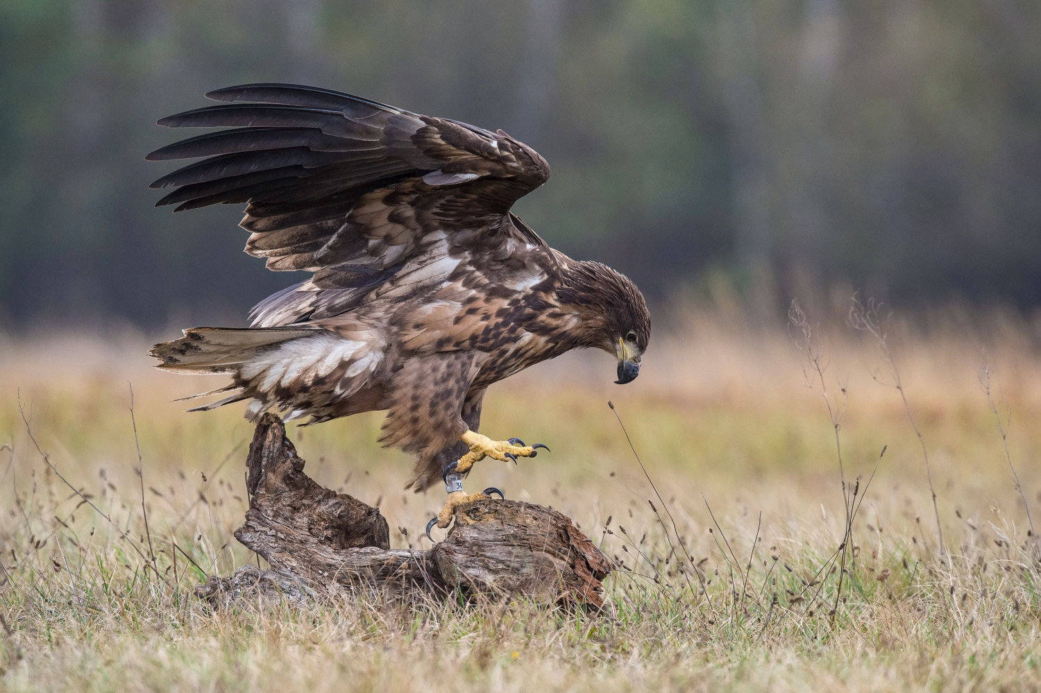 orel mořský (Haliaeetus albicilla) White-tailed eagle