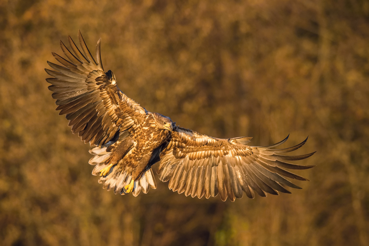 orel mořský (Haliaeetus albicilla) White-tailed eagle