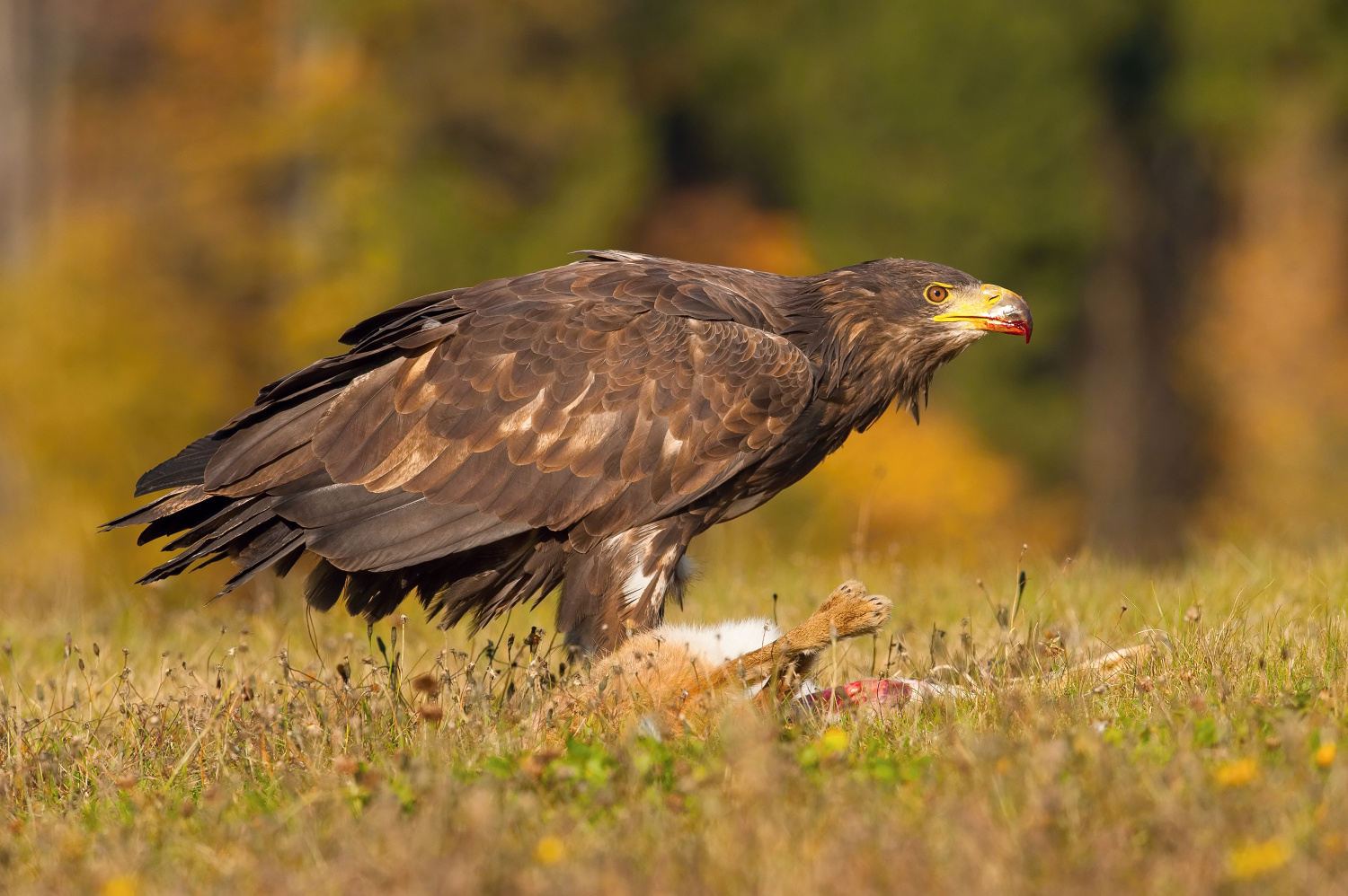 orel skalní (Aquila chrysaetos) Golden eagle