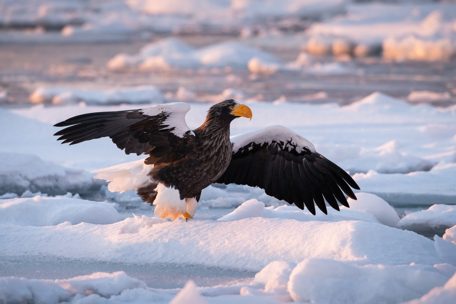 orel východní (Haliaeetus pelagicus) Steller´s sea eagle