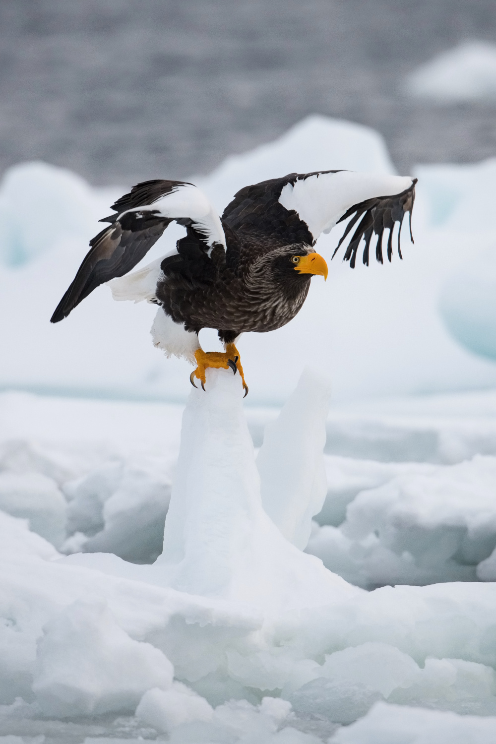 orel východní (Haliaeetus pelagicus) Steller´s sea eagle