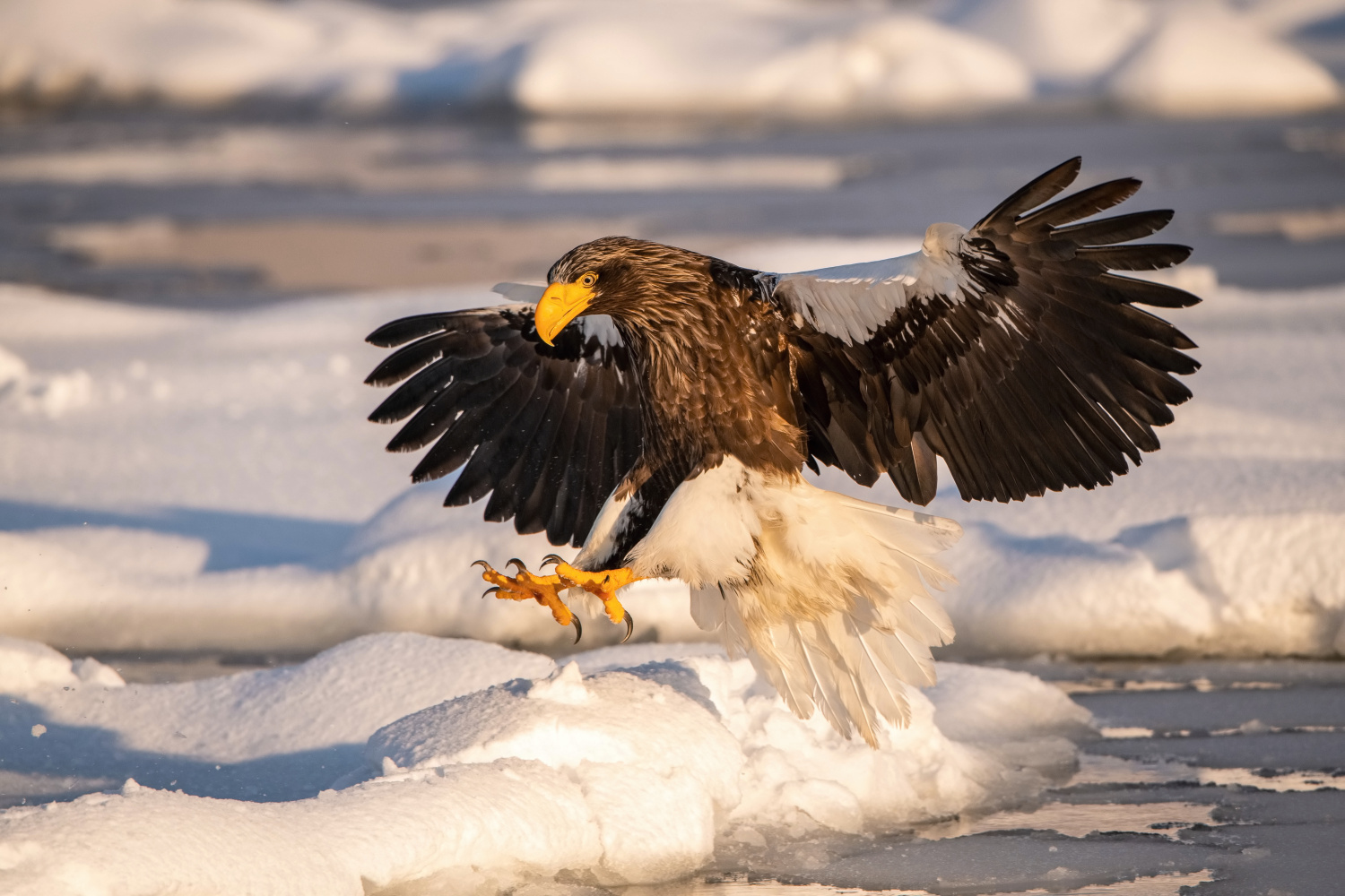 orel východní (Haliaeetus pelagicus) Steller´s sea eagle