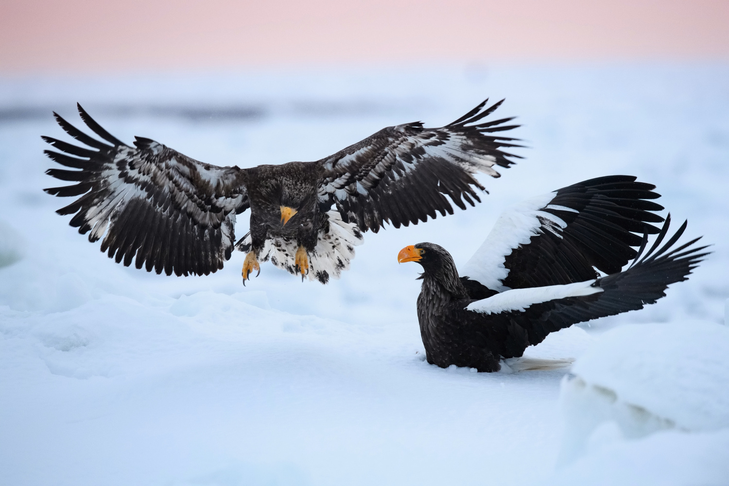 orel východní (Haliaeetus pelagicus) Steller´s sea eagle