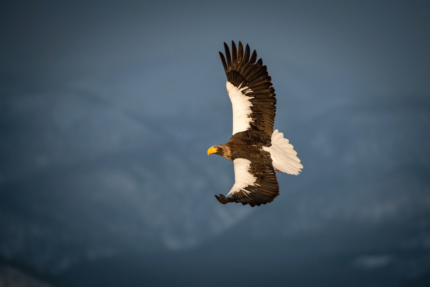 orel východní (Haliaeetus pelagicus) Steller´s sea eagle