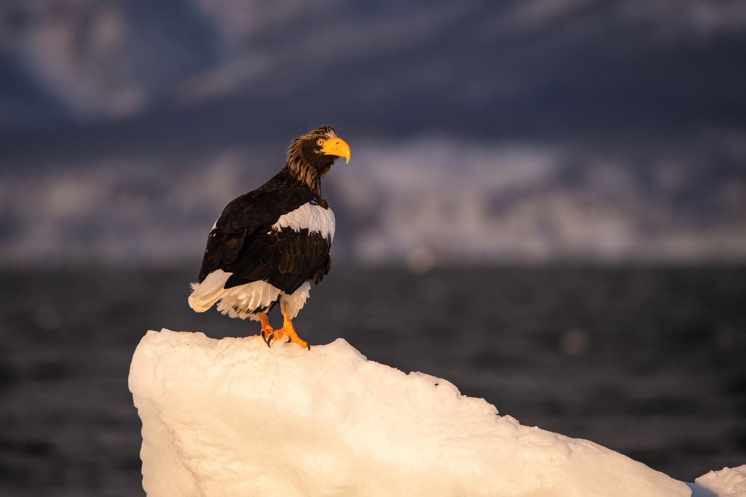 orel východní (Haliaeetus pelagicus) Steller´s sea eagle