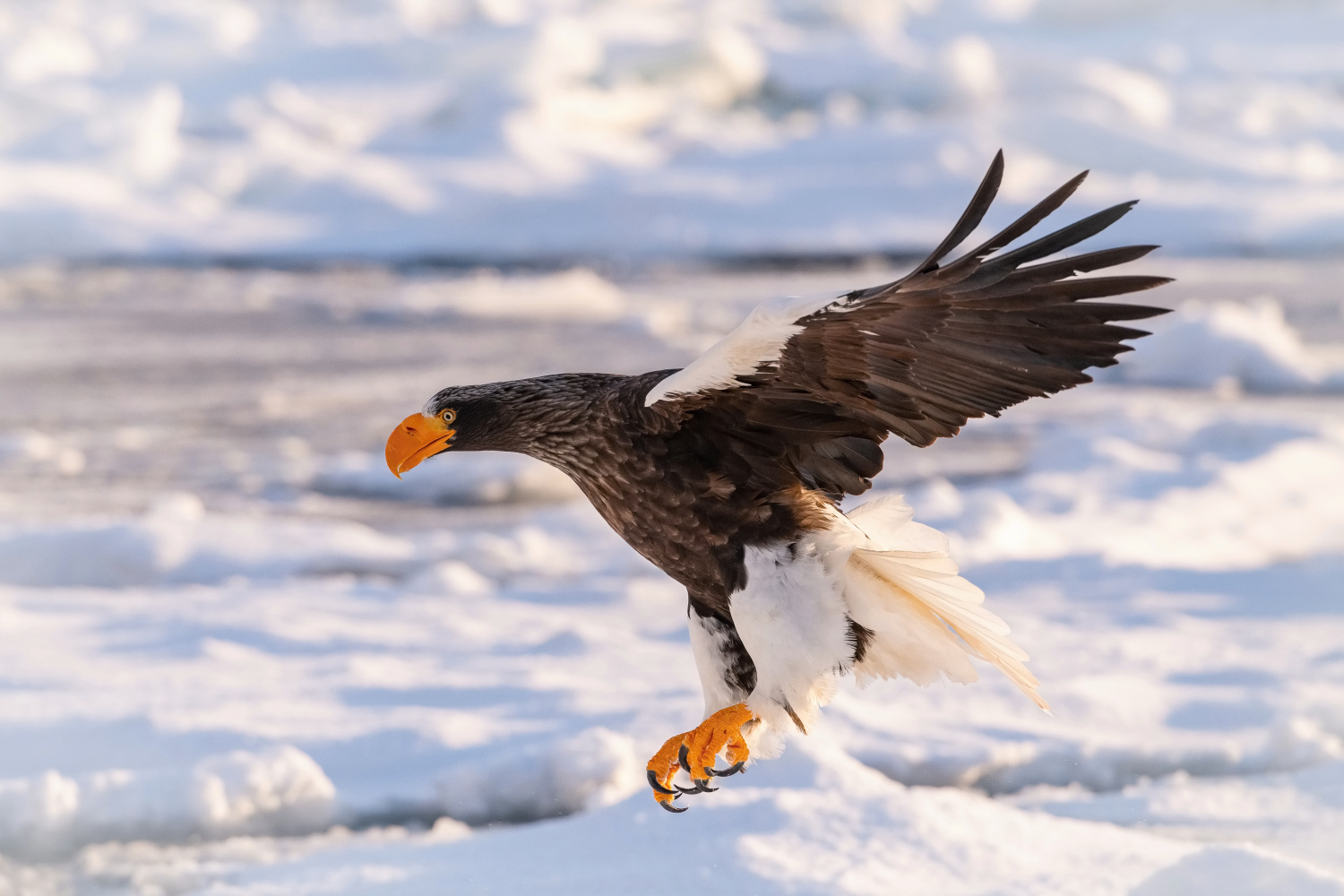 orel východní (Haliaeetus pelagicus) Steller´s sea eagle