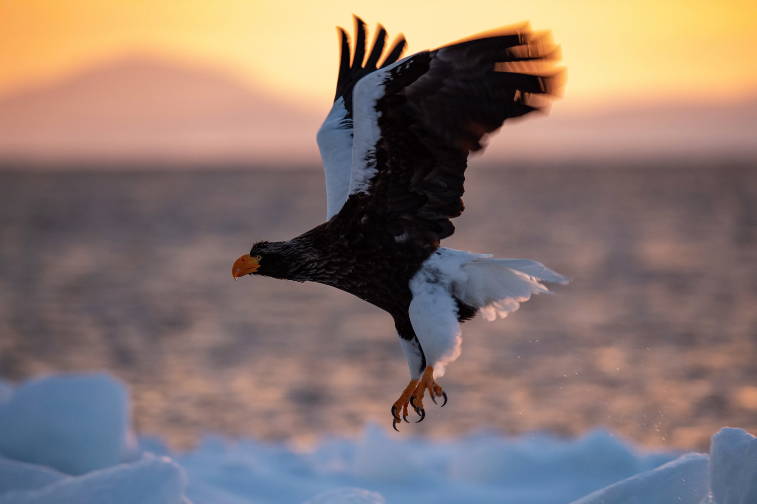 orel východní (Haliaeetus pelagicus) Steller´s sea eagle