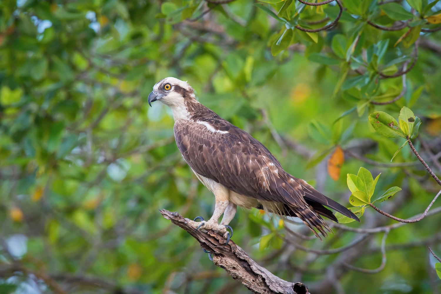 orlovec říční (Pandion haliaetus) Osprey