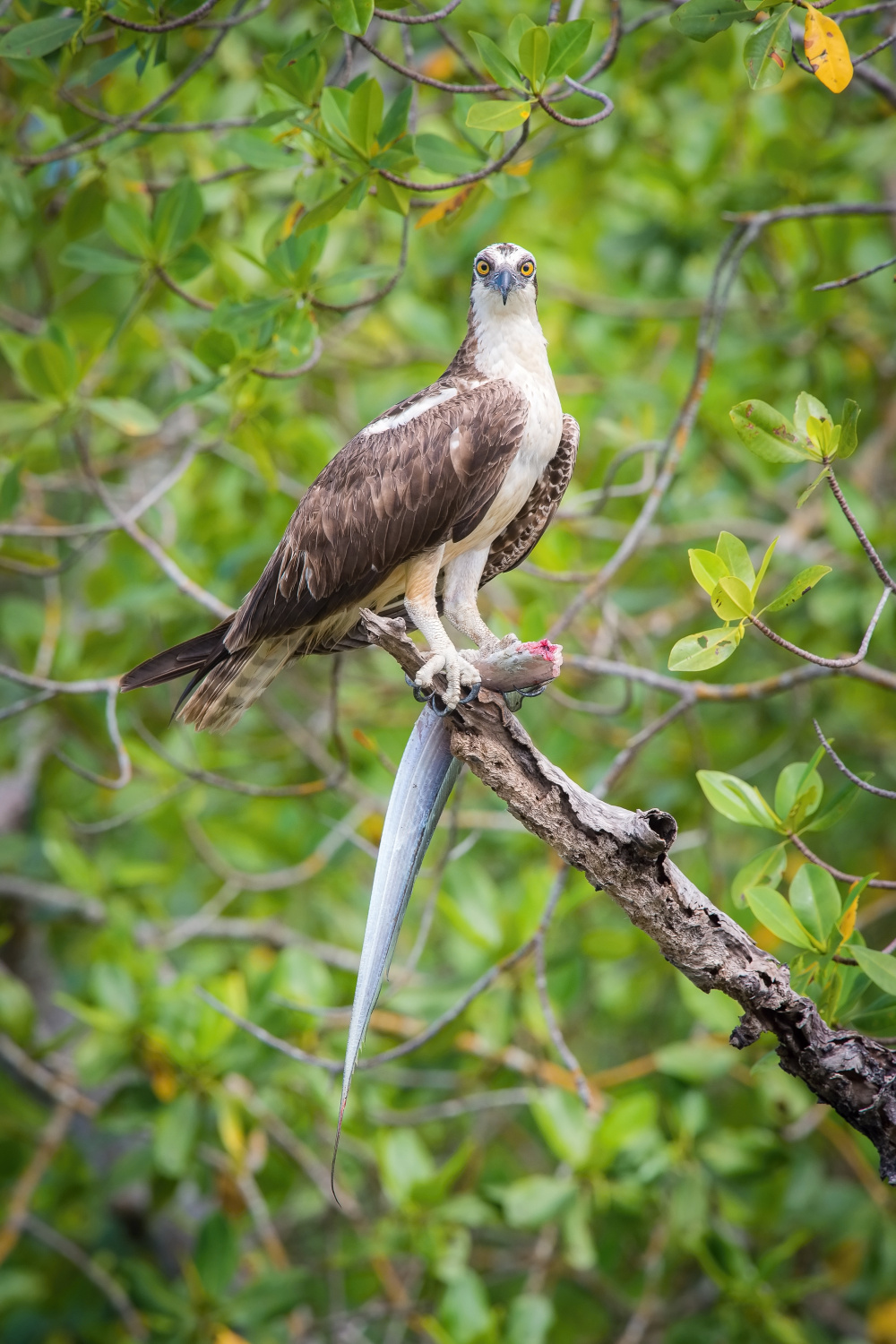 orlovec říční (Pandion haliaetus) Osprey