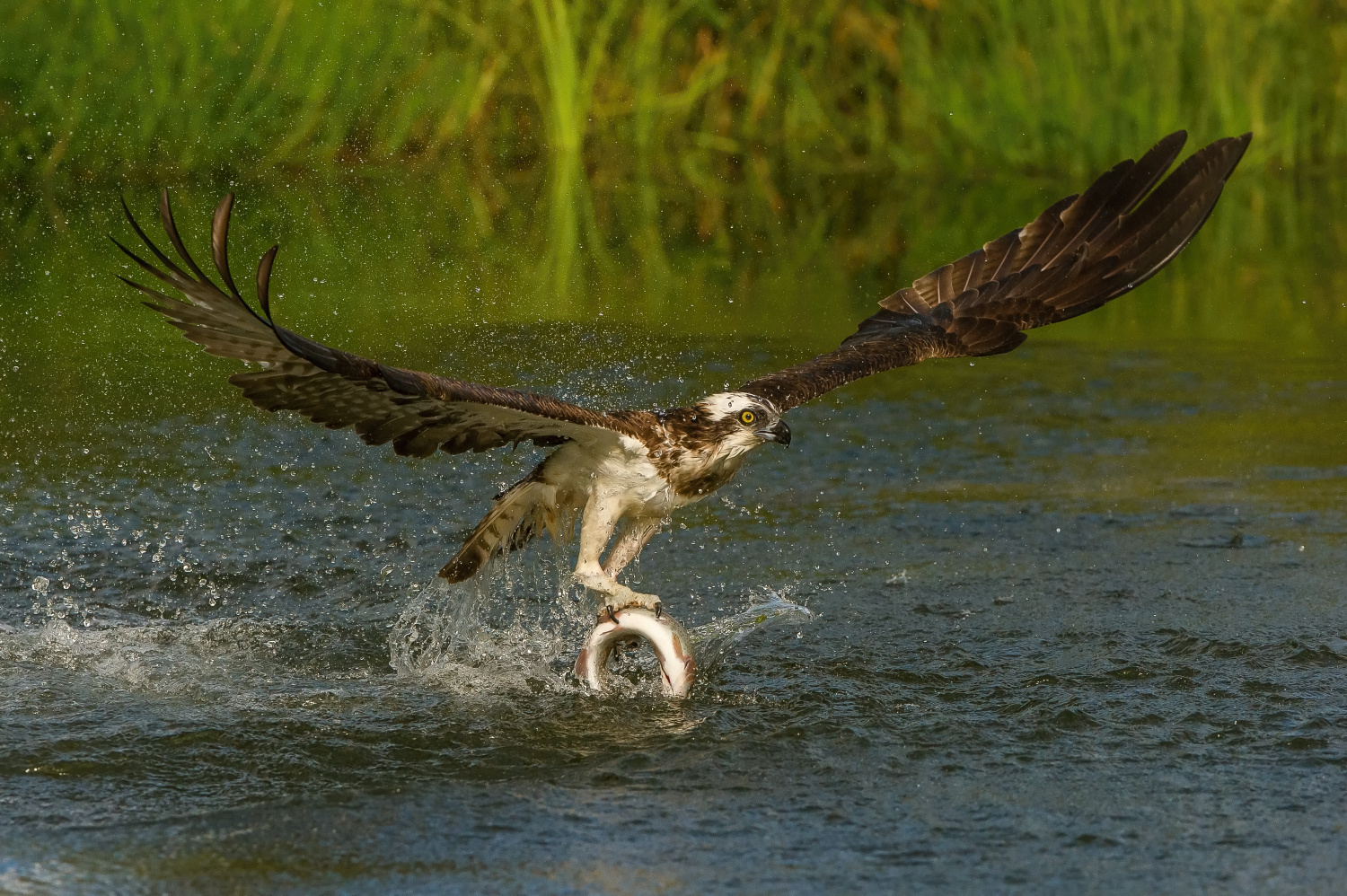 orlovec říční (Pandion haliaetus) Osprey