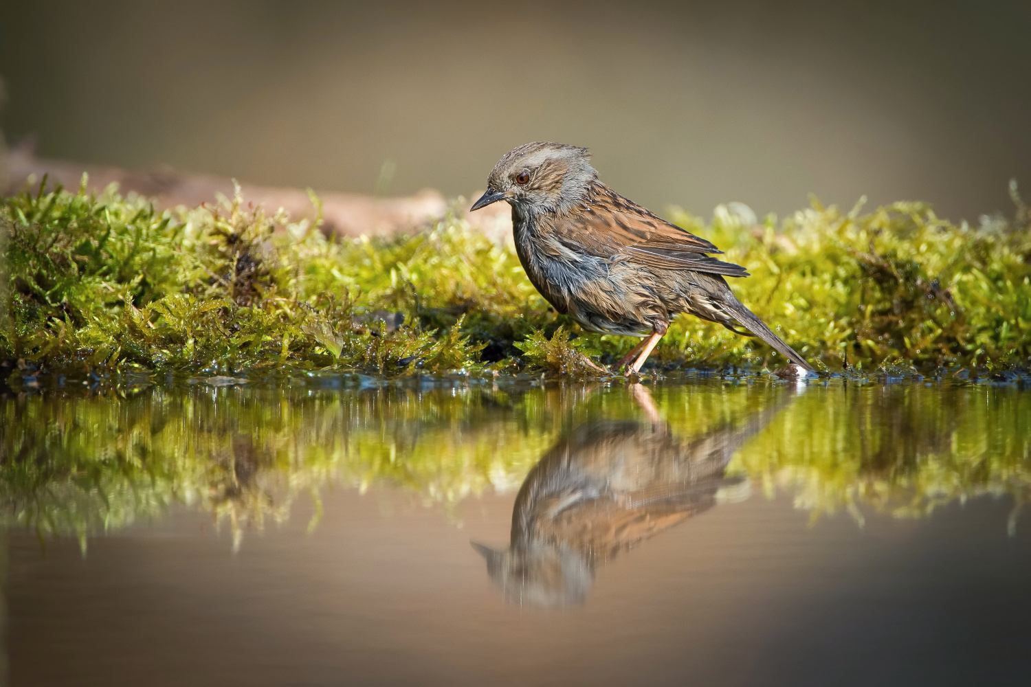 pěvuška modrá (Prunella modularis) Dunnock