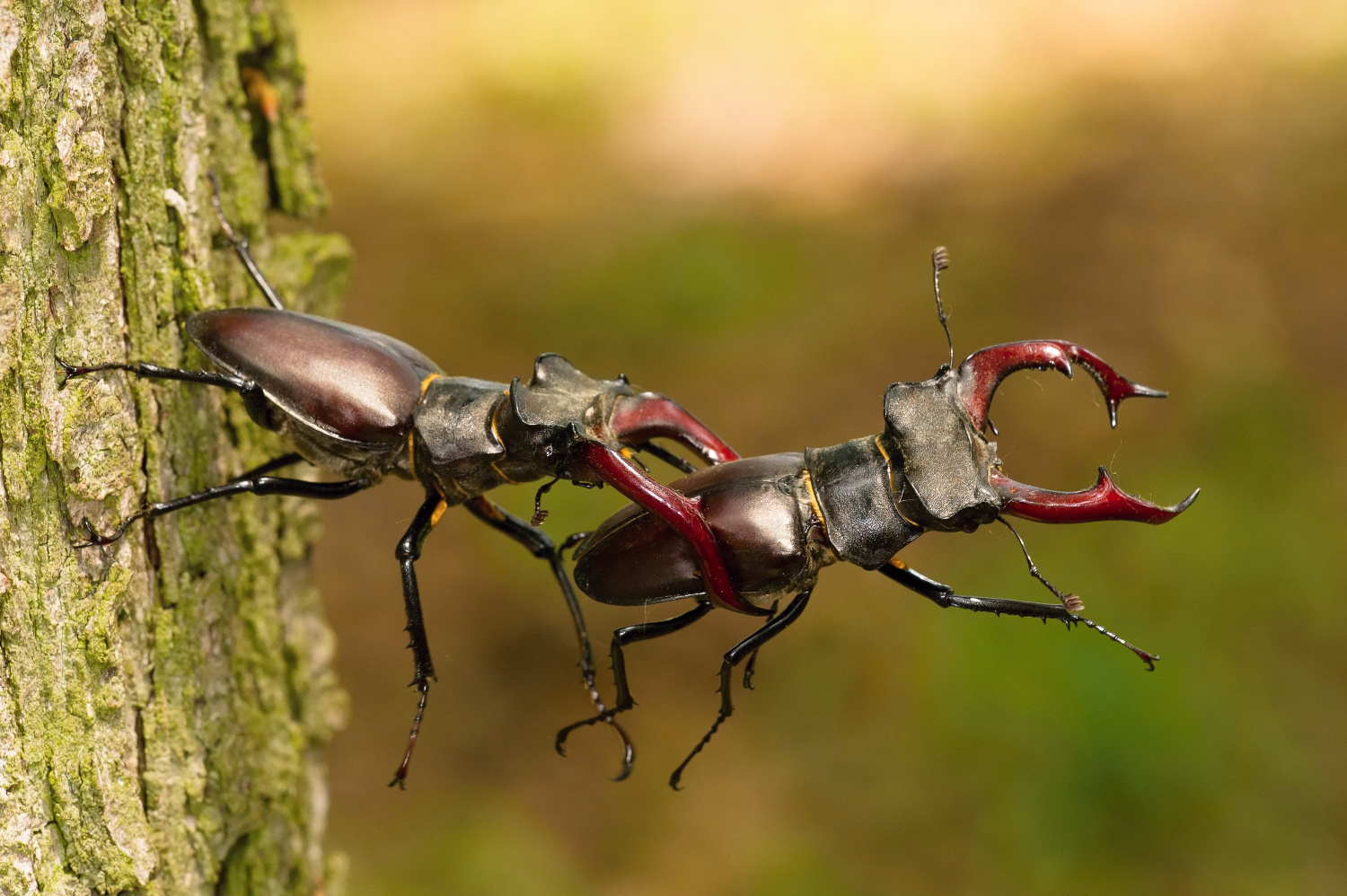 roháč obecný (Lucanus cervus) Stag beetles