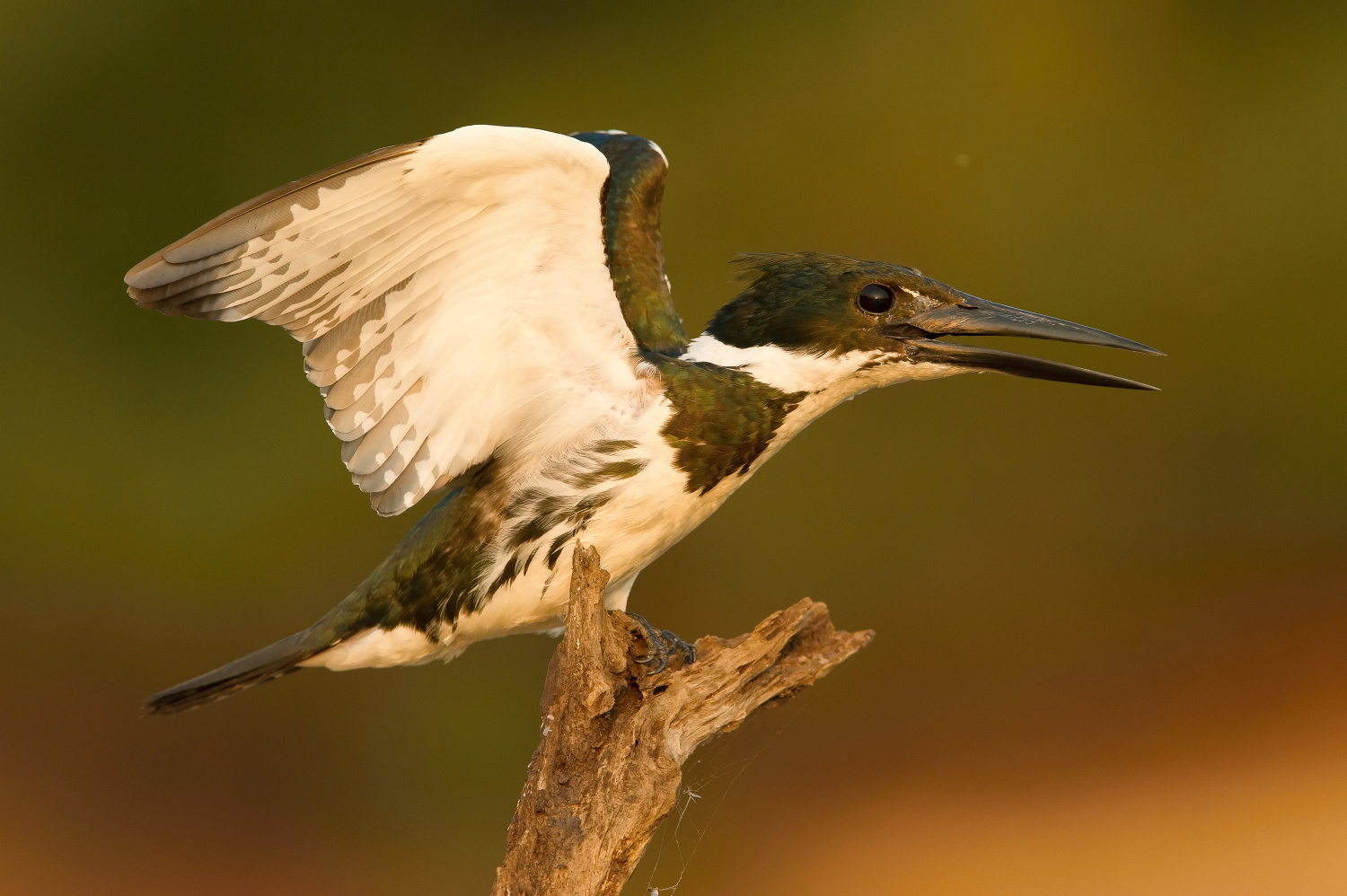 rybařík amazonský (Chloroceryle amazona) Amazon kingfisher