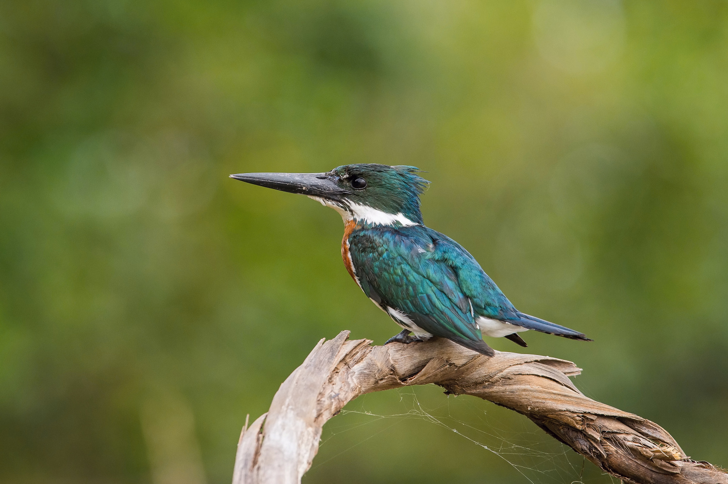 rybařík amazonský (Chloroceryle amazona) Amazon kingfisher