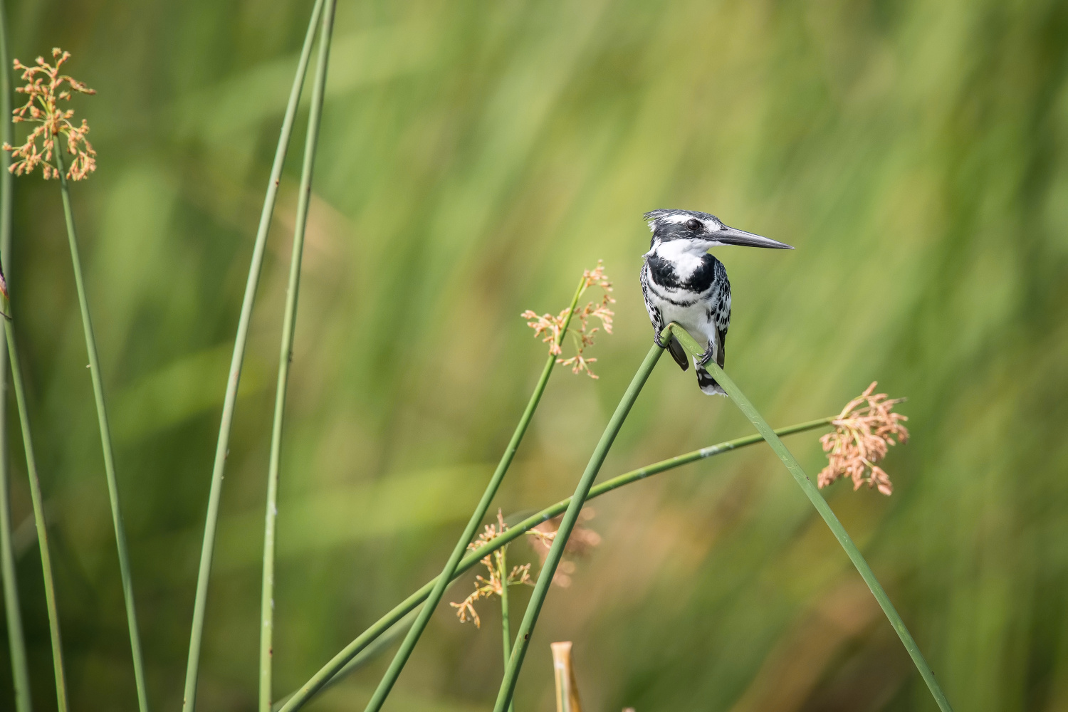 rybařík jižní (ceryle rudis) Pied kingfisher