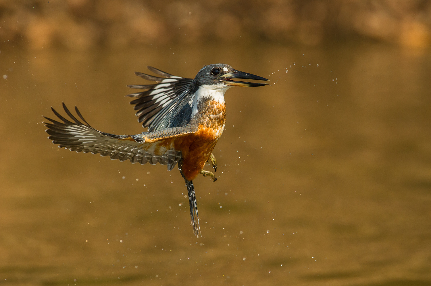 rybařík obojkový (Megaceryle torquata) Ringed kingfisher