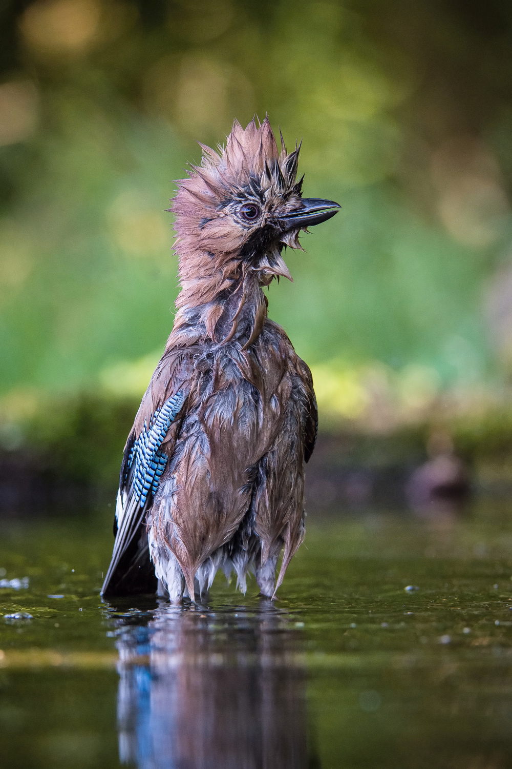 sojka obecná (Garrulus glandarius) Eurasian jay