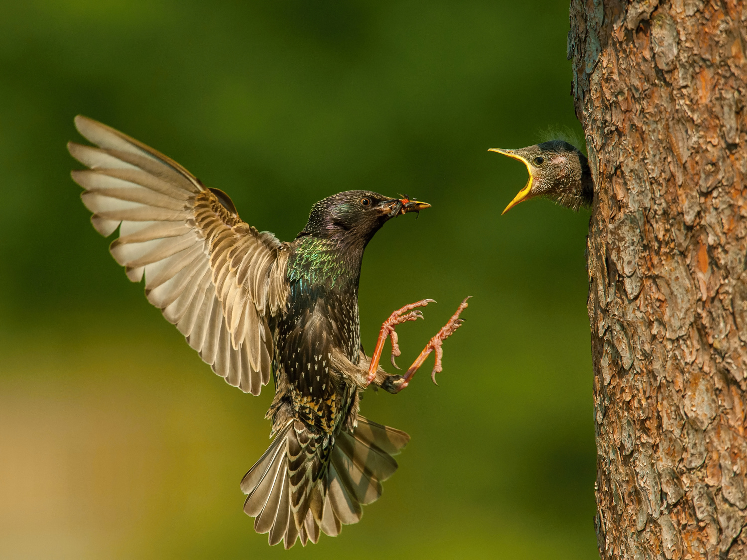 špaček obecný (Sturnus vulgaris) Common starling