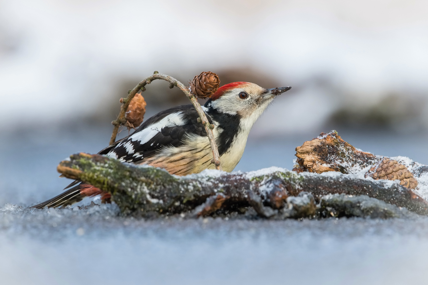 strakapoud prostřední (Dendrocopos medius) Middle spotted woodpecker