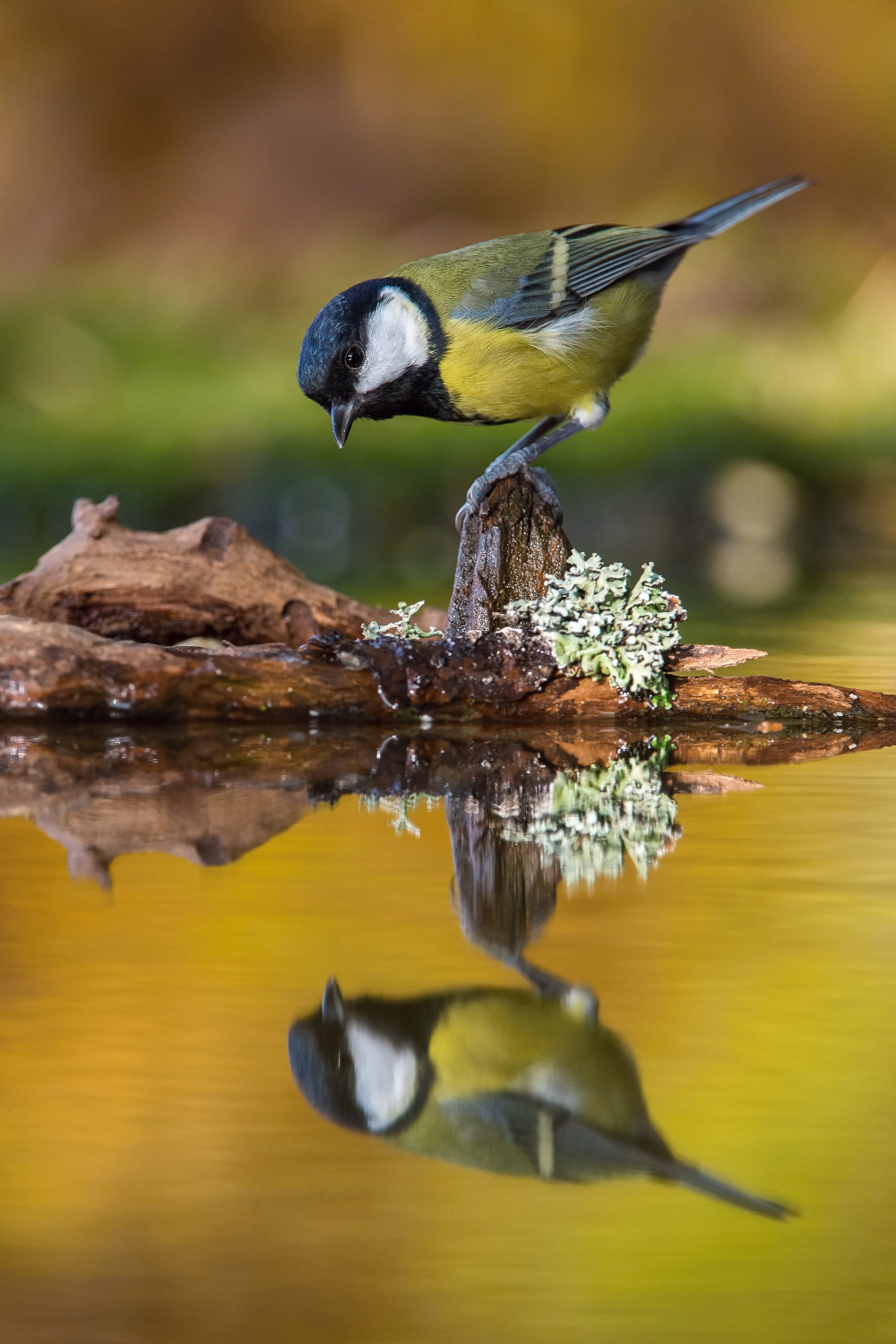 sýkora koňadra (Parus major) Great tit