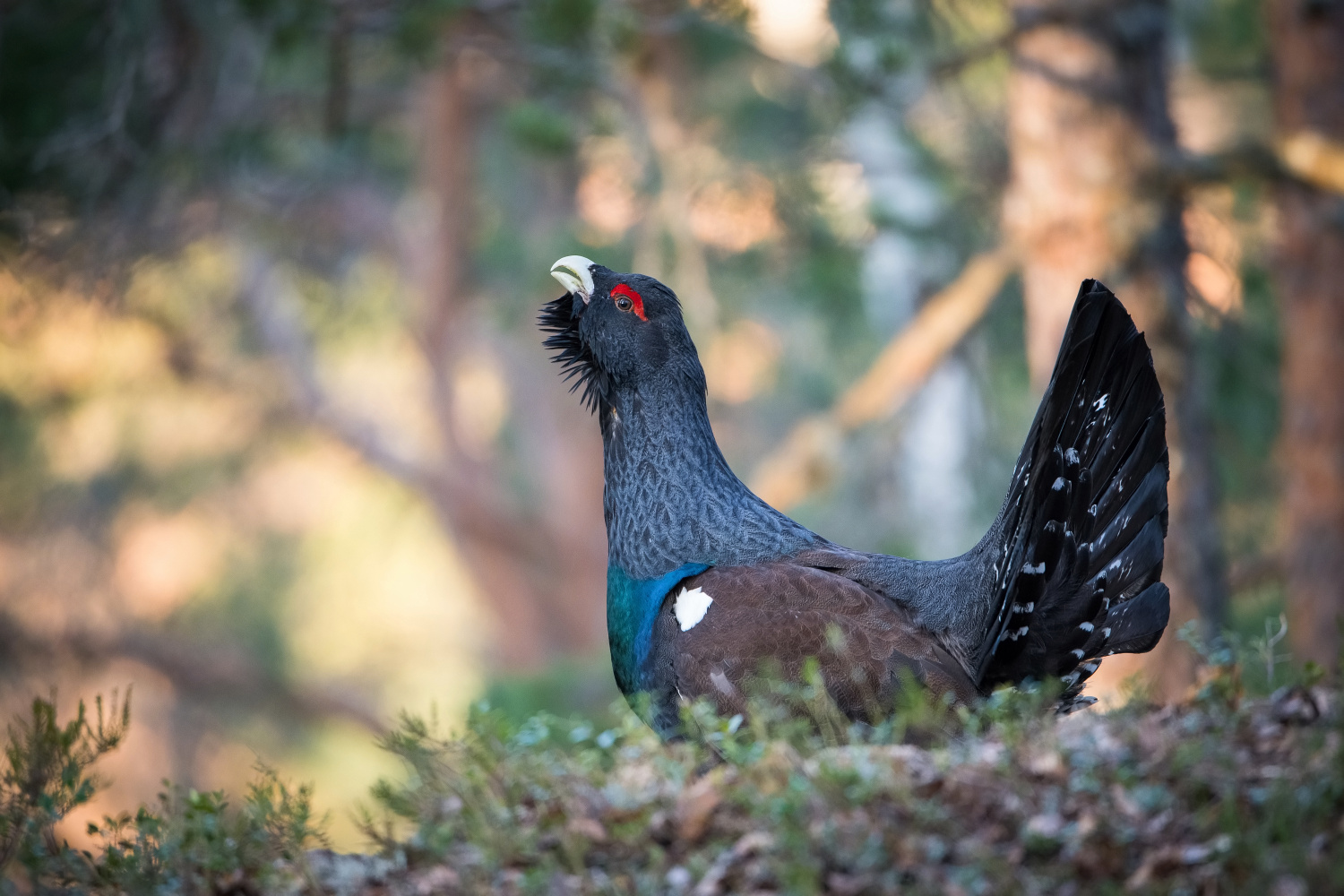 tetřev hlušec (Tetrao urogallus) Western capercaillie