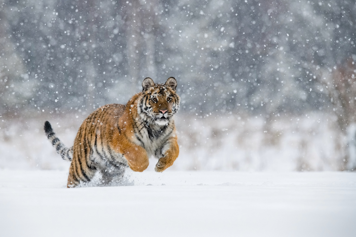 tygr ussurijský (Panthera tigris altaica) Siberian tiger