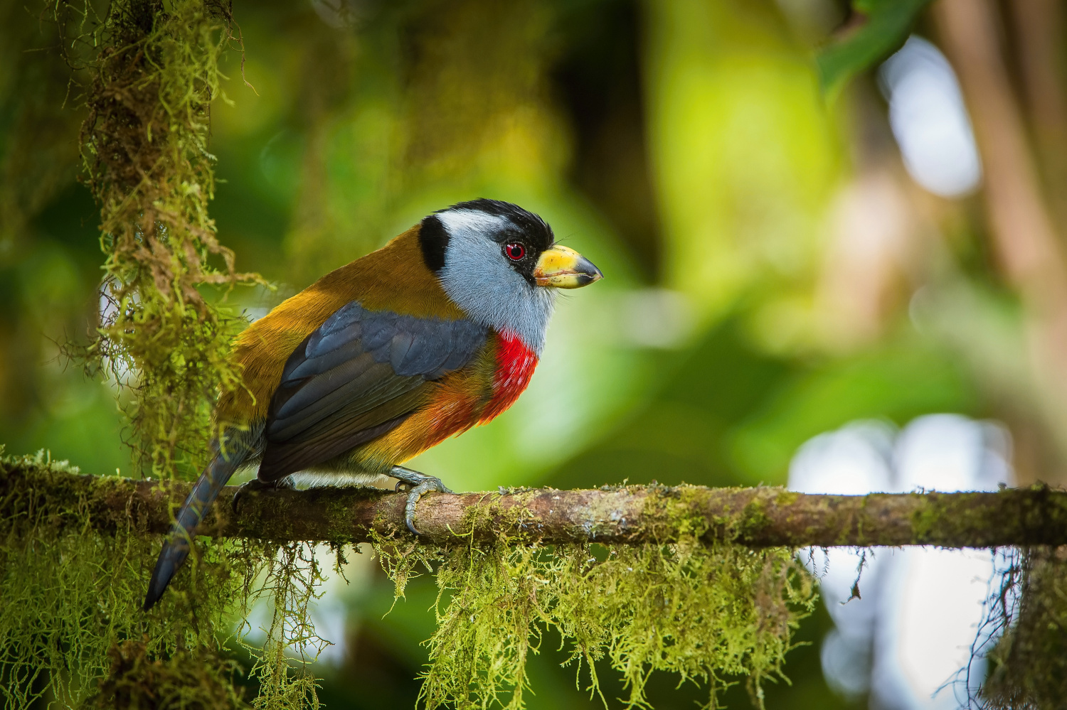 vousák tukaní (Semnornis ramphastinus) Toucan barbet