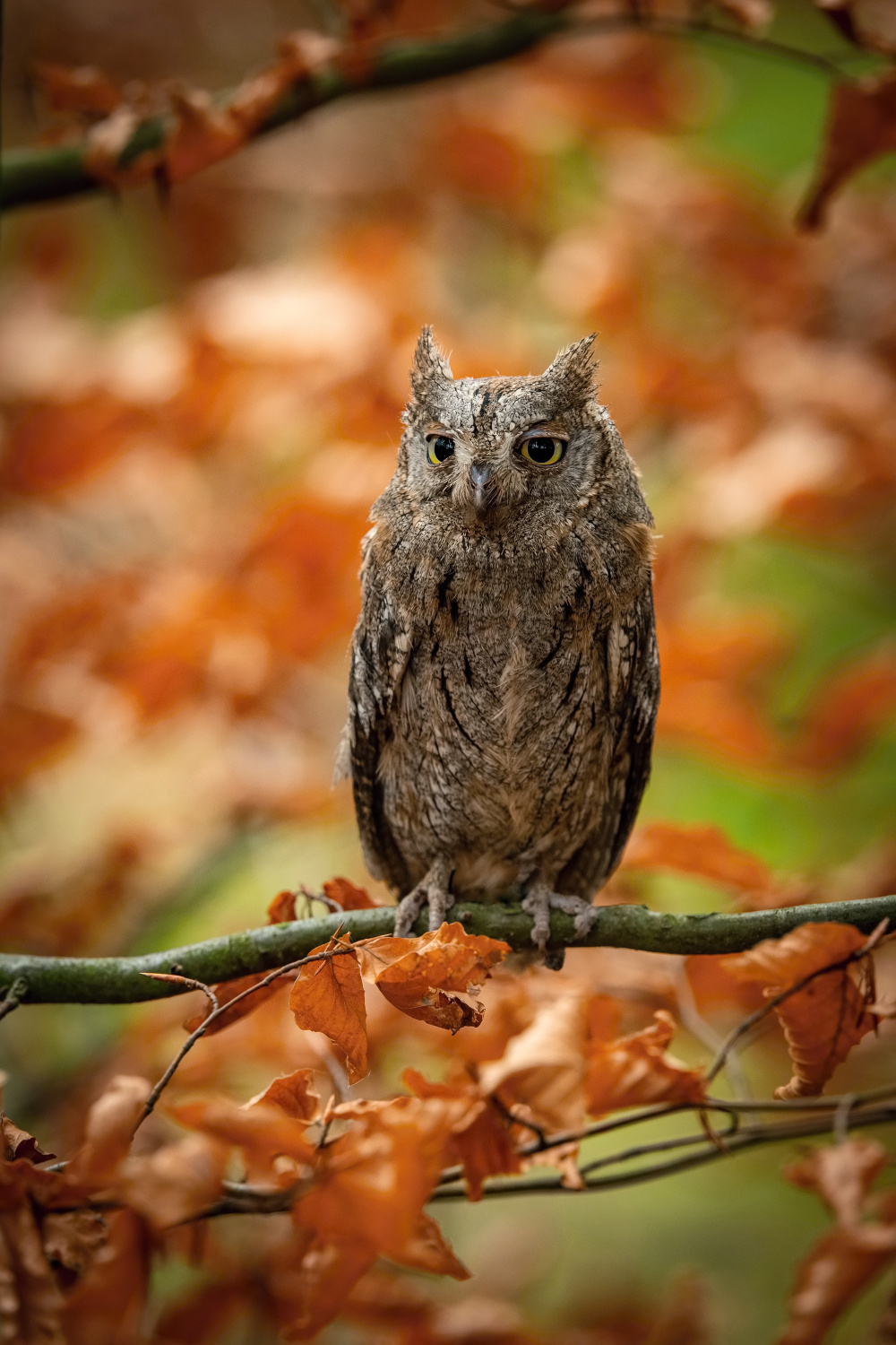 výreček malý (Otus scops) Eurasian scops owl