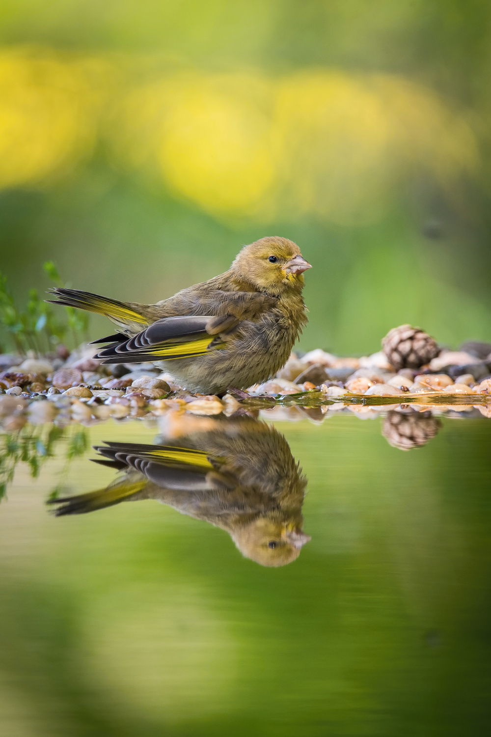 zvonek zelený (Carduelis chloris) European greenfinch