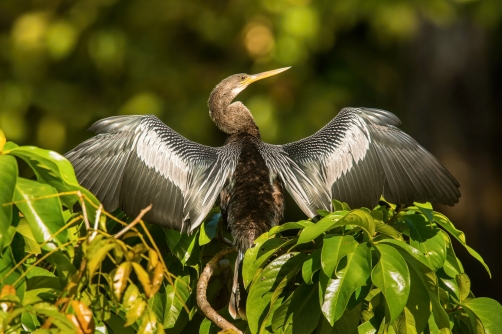 anhinga americká (Anhinga anhinga) Anhinga