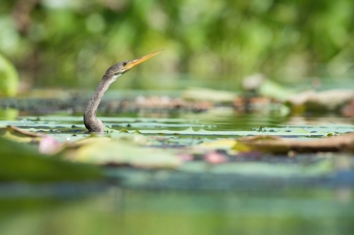 anhinga americká (Anhinga anhinga) Anhinga